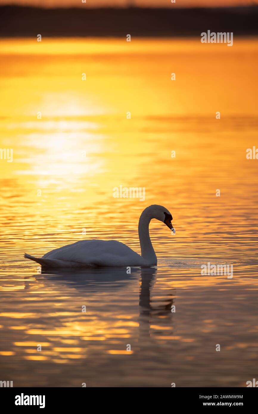 Mute Swan (Cygnus olor) Schwimmen auf einem ruhigen See während eines goldenen Sonnenaufgangs, Loch Leven National Nature Reserve, Schottland, Großbritannien. Stockfoto