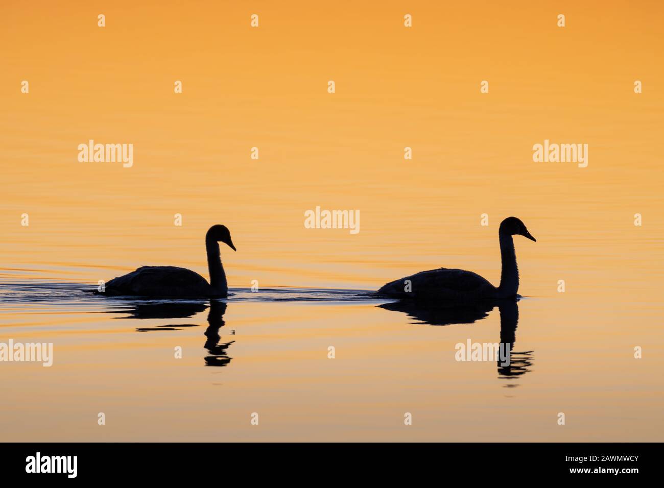 Zwei Silhouettenschwäne (Cygnus cygnus), die bei Sonnenaufgang auf einem ruhigen See schwimmen, Loch Leven National Nature Reserve, Schottland, Großbritannien. Stockfoto