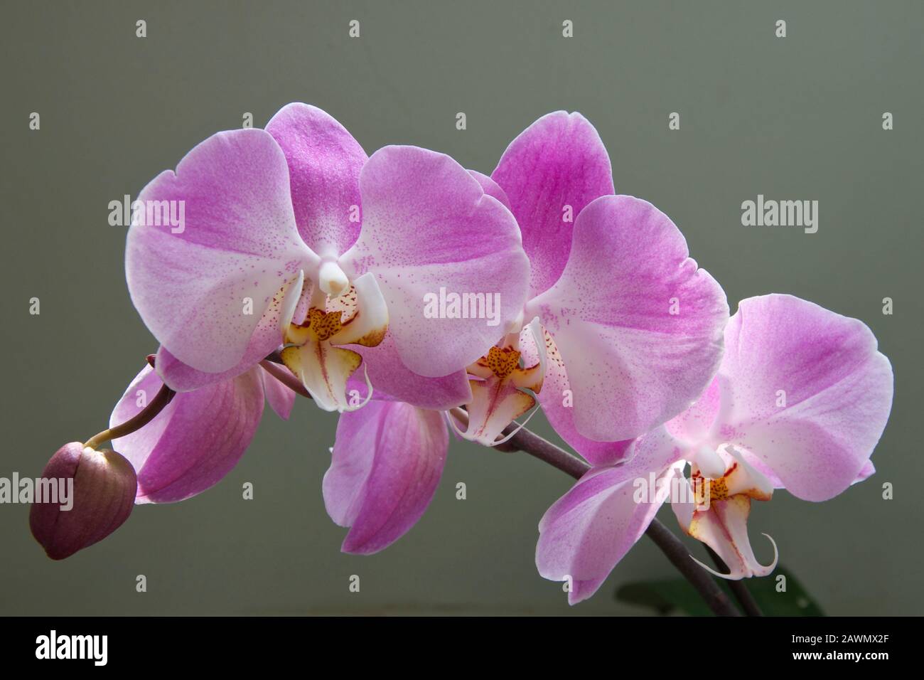 Orchideenblüte im Frühling Stockfoto