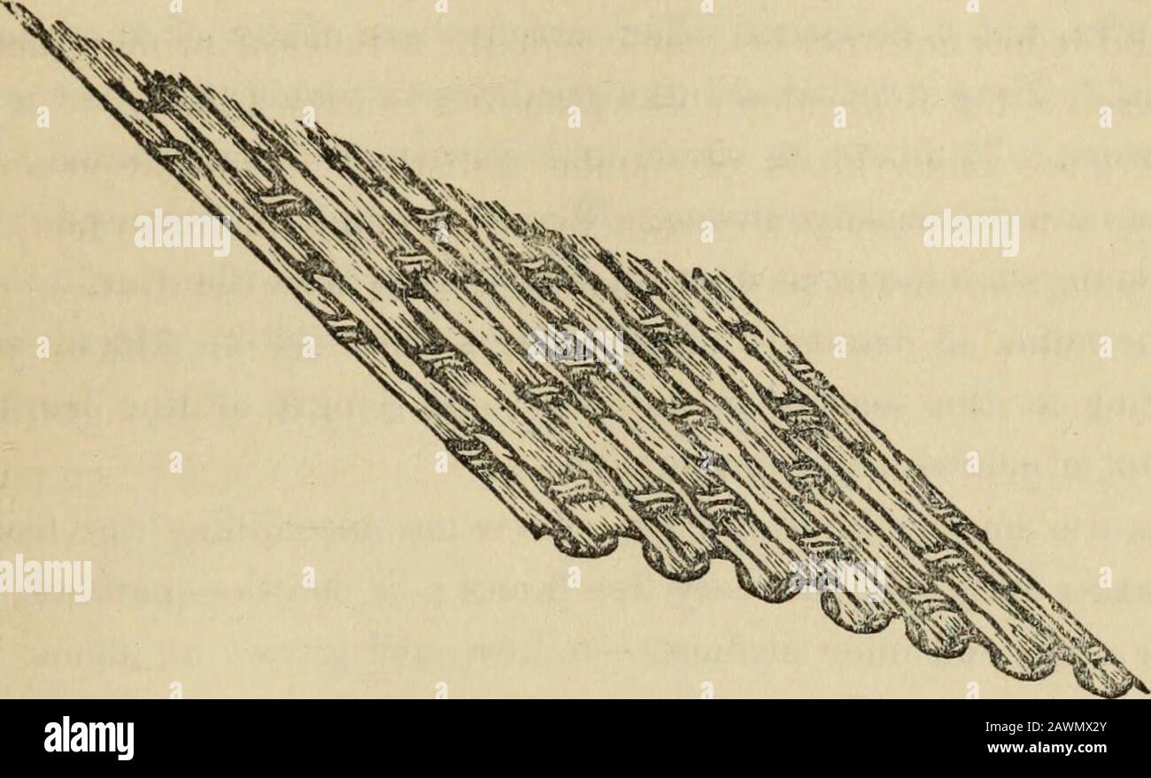 Die philippinische IslandsA politische, Geographische, ethnographische, soziale und kommerzielle Geschichte des philippinischen Archipels und seiner politischen Abhängigkeiten, die die gesamte Zeit der spanischen Herrschaft umfassen. N die Bambuspflanze wird mit dem Blick auf Renderingit jährlich produktiv kultiviert, Die Triebe sind in der Trockenzeit in etwa sieben Fuß Entfernung vom Boden beschnitten. In der folgenden Wetseason keimten aus dem Klumpen eine Reihe junger Triebe, die im Laufe von sechs oder acht Monaten ihre Normalhöhe erreicht haben und bei Bedarf zum Schneiden geeignet sind. Bambus sollte sich verbellen Stockfoto