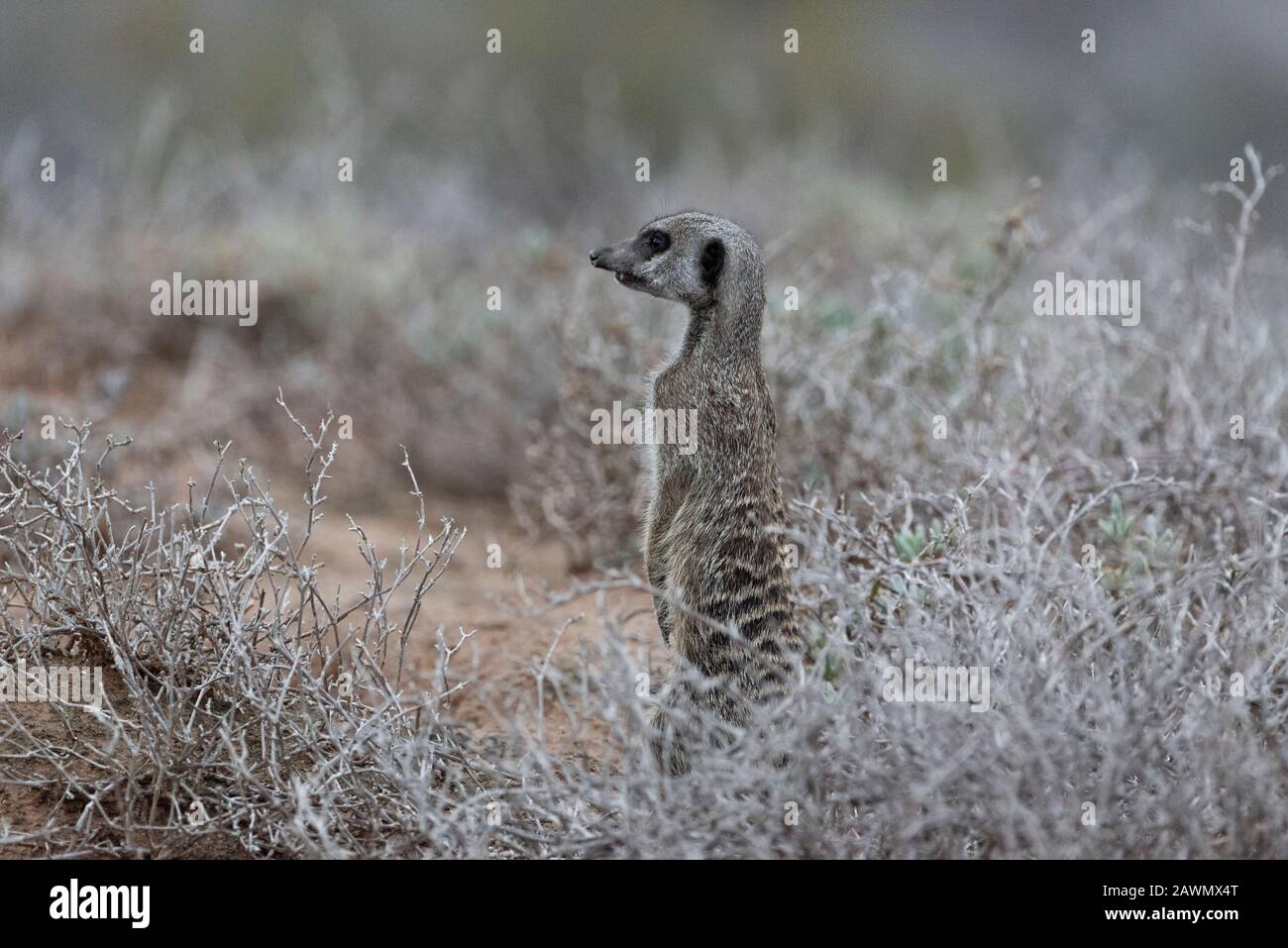 Meerkat steht im Morgengrauen an einem kühlen Morgen und entscheidet, ob der Mob aus den Burten heraufgelassen werden soll. Oudtshoorn, Little Karoo, Südafrika Stockfoto
