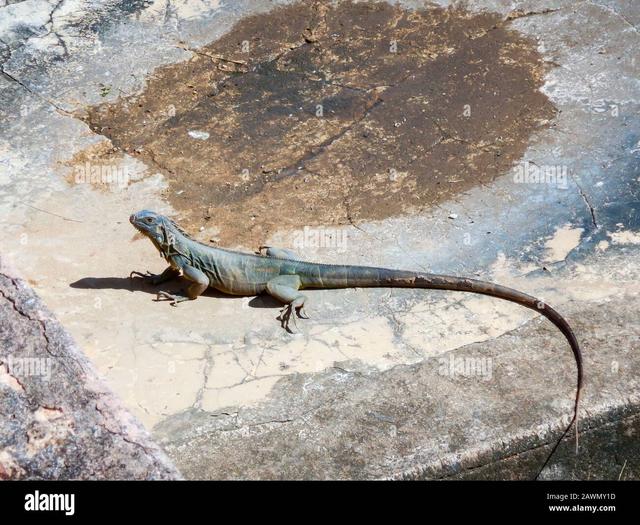 Iguana sonnt sich auf der Säule im Freien in San Juan, Puerto Rico. Stockfoto