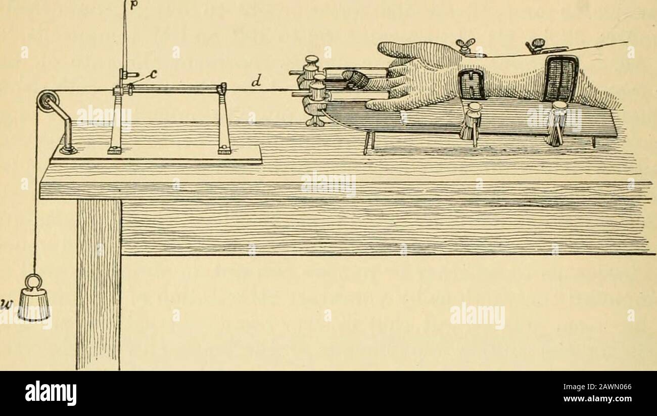 Ein Textbuch der Physiologie für Medizinstudenten und Ärzte. In-strument für diesen Zweck, das als ergograph bezeichnet wird. Es wurde bei quantitativen Untersuchungen zur Muskelarbeit und zu den Bedingungen, die ihn beeinflussen, eingesetzt. Das Gerät wird gezeigt und in Abb. beschrieben. 23. Die Person, die experimentiert, macht eine Reihe kurzer Wehen des Flexormuskels des Mittelfingers und hebt damit ein bekanntes Gewicht auf ein bestimmtes Gewicht, das auf einer Trommel aufgezeichnet wird. In einer Reihe von Experimenten wird das Therat der Serie von Kontraktionen - also das Intervall der Restzwischen den Kontraktionen - als Ales konstant gehalten Stockfoto