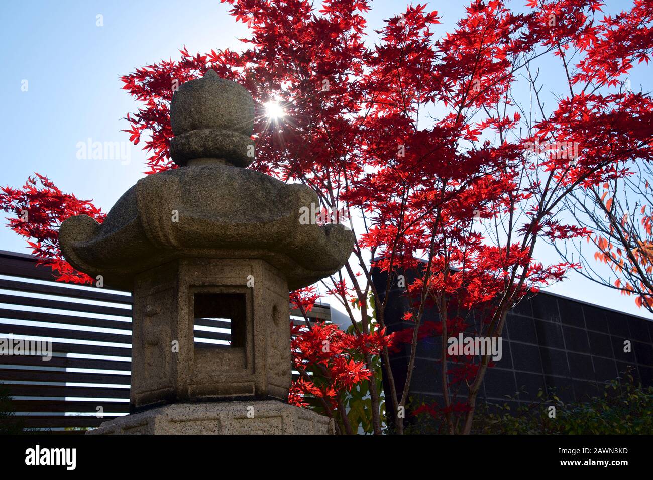 Japanischer Ahornbaum im japanischen Garten Stockfoto