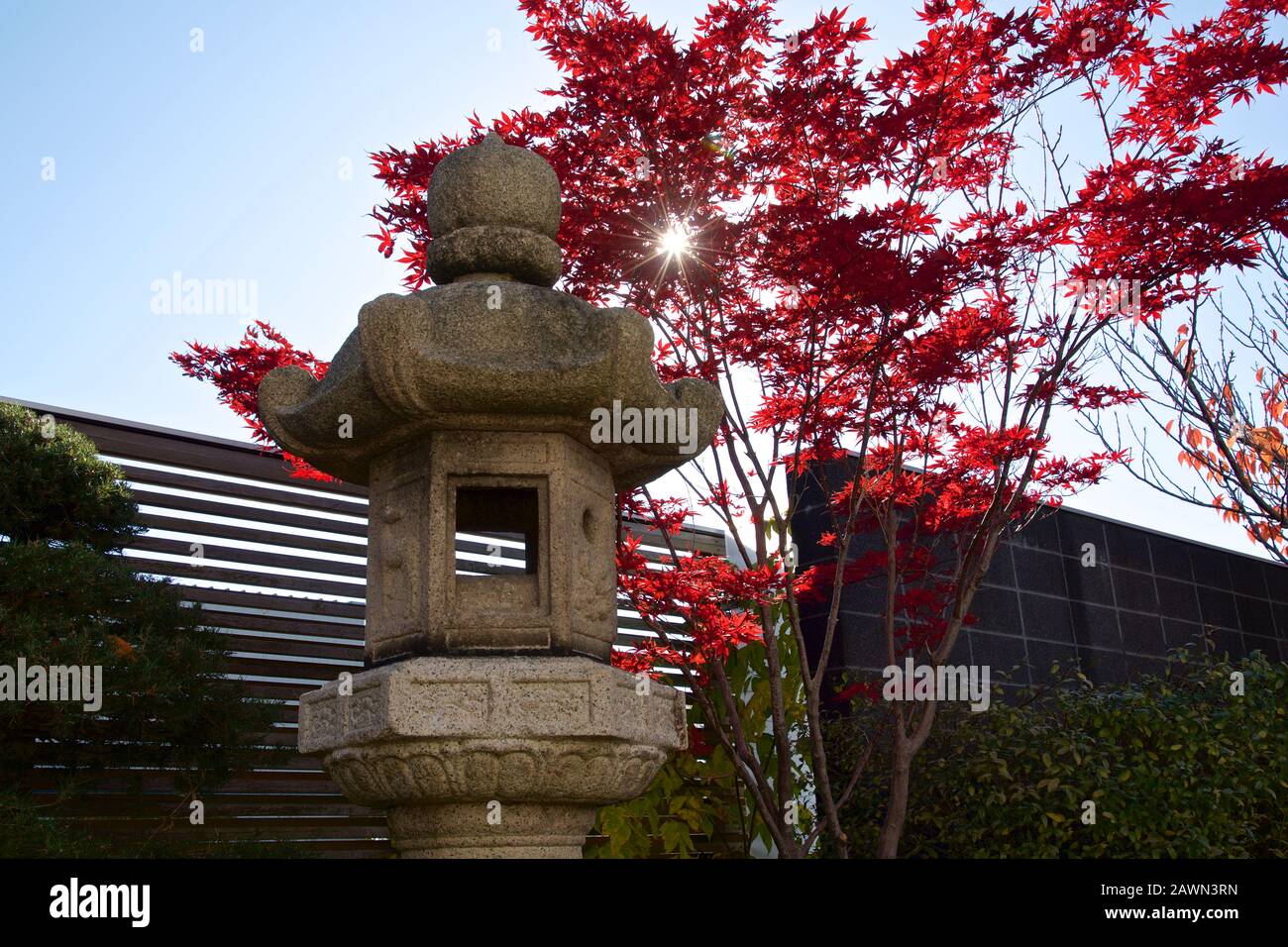 Japanischer Ahorn Baum im japanischen Garten Hinterhof Stockfoto