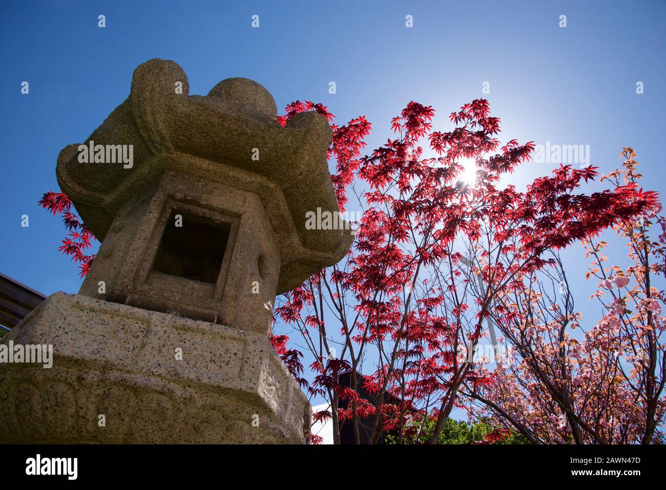 Wunderschöner japanischer Ahornbaum im japanischen Garten Stockfoto