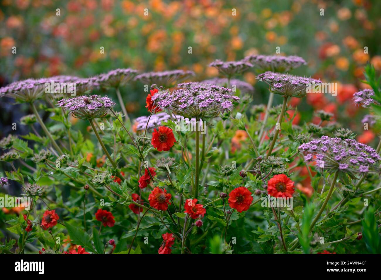 Geum Scarlet Tempest, umbellifer, rote Blumen, Blüte, Mischung, gemischtes Pflanzschema, Garten, Gärten, RM Floral Stockfoto