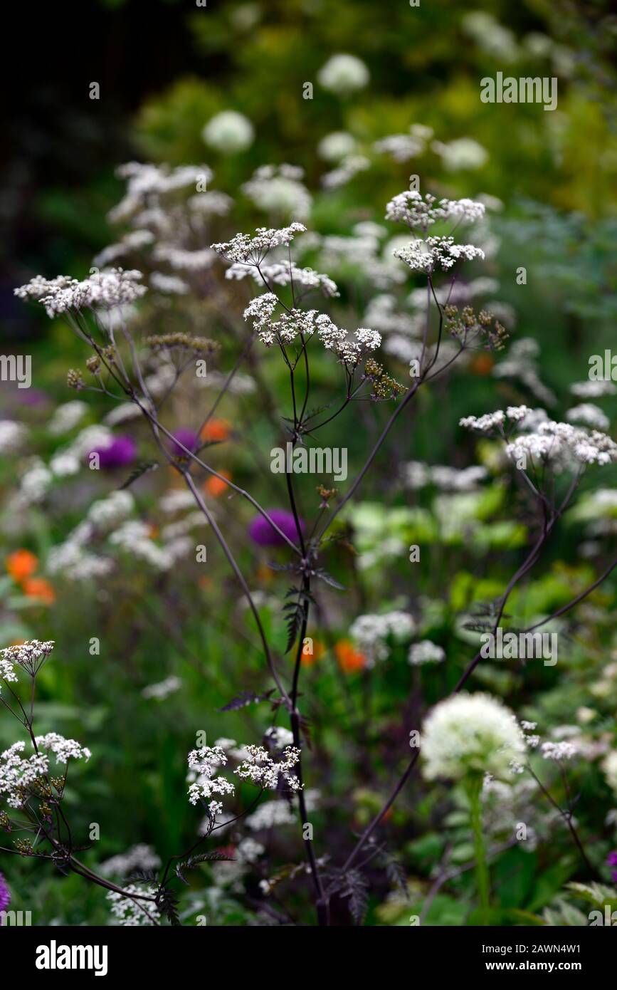 Allium hookeri Zorami,allium purpurn Sensation,anthriscus sylvestris ravenswing,lila,Blätter,Laub,weiß,Blumen,Euphorbia griffithii fireglow,orang Stockfoto
