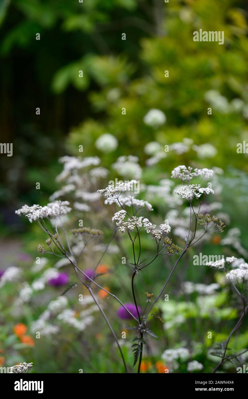 Allium hookeri Zorami,allium purpurn Sensation,anthriscus sylvestris ravenswing,lila,Blätter,Laub,weiß,Blumen,Euphorbia griffithii fireglow,orang Stockfoto