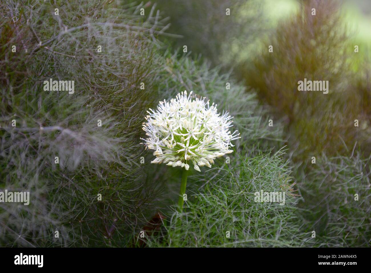 Lila Fenchel, fernes Laub, farnähnliches Laub, Allium hookeri Zorami, weiße Alli, Misch, gemischt, ornamentale Zwiebeln, Zierzwiebel, mehrjährige Grenze, Bett, pe Stockfoto