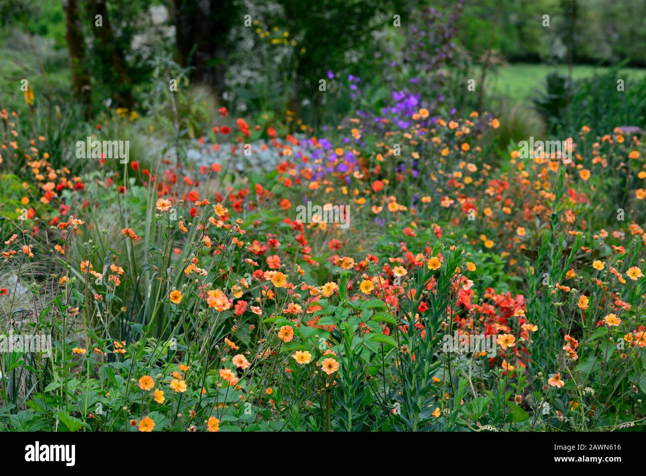 Geum Totally Tangerine, Geum Scarlet Tempest, Rot Orange, Blumen, Blume, Blüte, Kombination, RM Floral Stockfoto