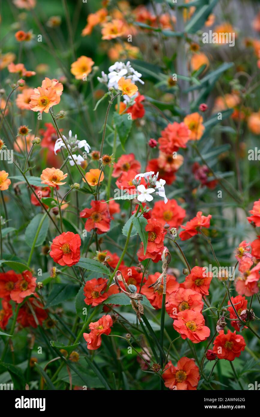 Geum Totally Tangerine, Geum Scarlet Tempest, Rot Orange, Blumen, Blume, Blüte, Kombination, RM Floral Stockfoto