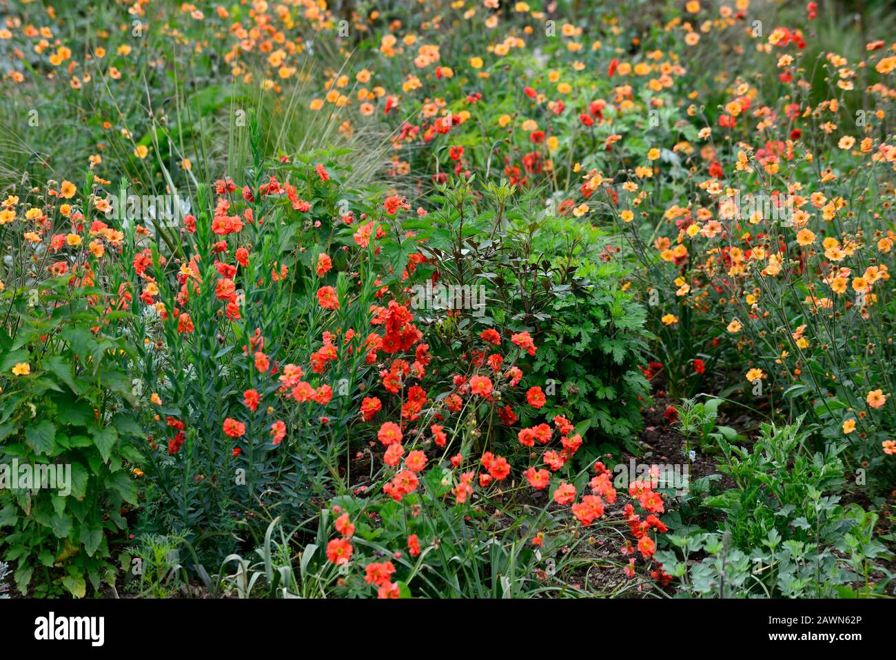 Geum Totally Tangerine, Geum Scarlet Tempest, Rot Orange, Blumen, Blume, Blüte, Kombination, RM Floral Stockfoto