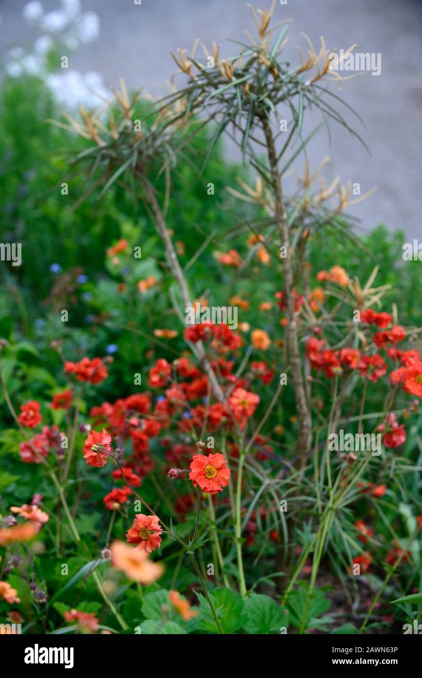 OLEARIA LACUNOSA,Geum Scarlet Tempest,Rotorange,Blumen,Blume,Blüte,Kombination,RM Floral Stockfoto
