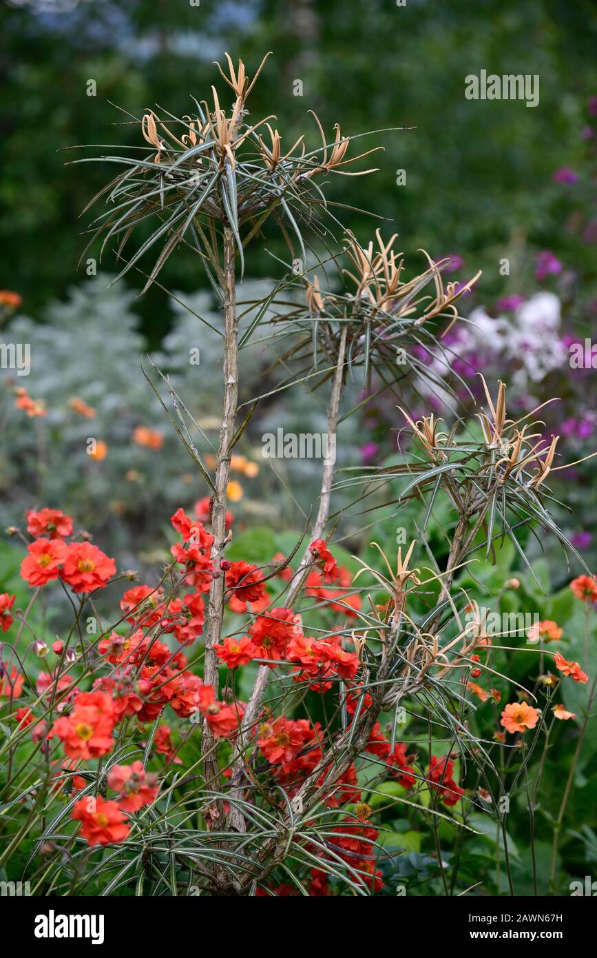 OLEARIA LACUNOSA,Geum Scarlet Tempest,Rotorange,Blumen,Blume,Blüte,Kombination,RM Floral Stockfoto