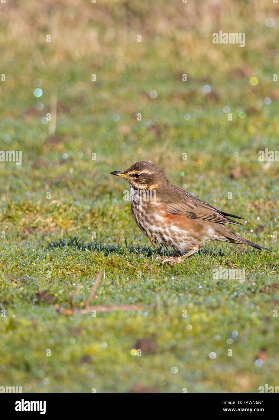 Rotwing Turdus iliacus graubraun Oberteile weißer Streifen über Augen und unter Wangen, gefleckte blasse Unterteile und orange rote Unterflügel und Flanken Stockfoto