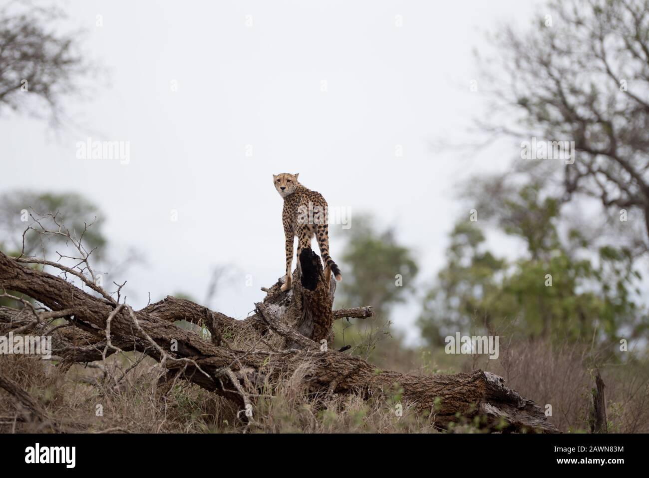 Schöne Gepard steht auf einem großen Ast mit einem verschwommen Hintergrund Stockfoto