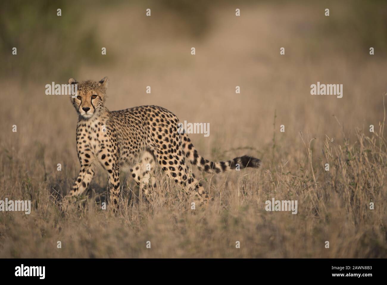 Schöne Aufnahme eines Geparden, der auf dem Feld mit läuft Ein unscharfer Hintergrund Stockfoto