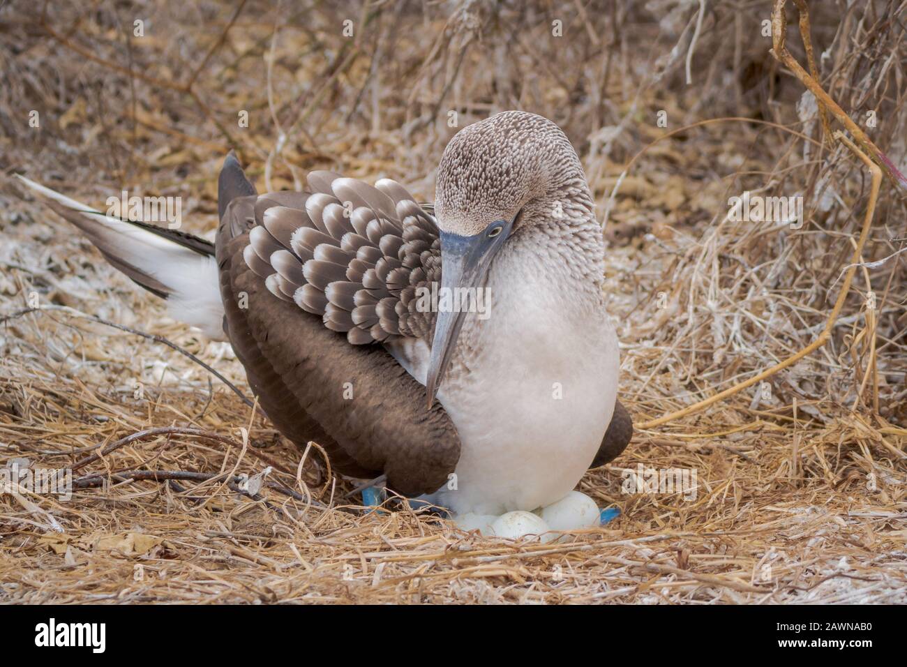 Blau Footed Sprengfallen Stockfoto Blau Footed Sprengfallen Stockfoto