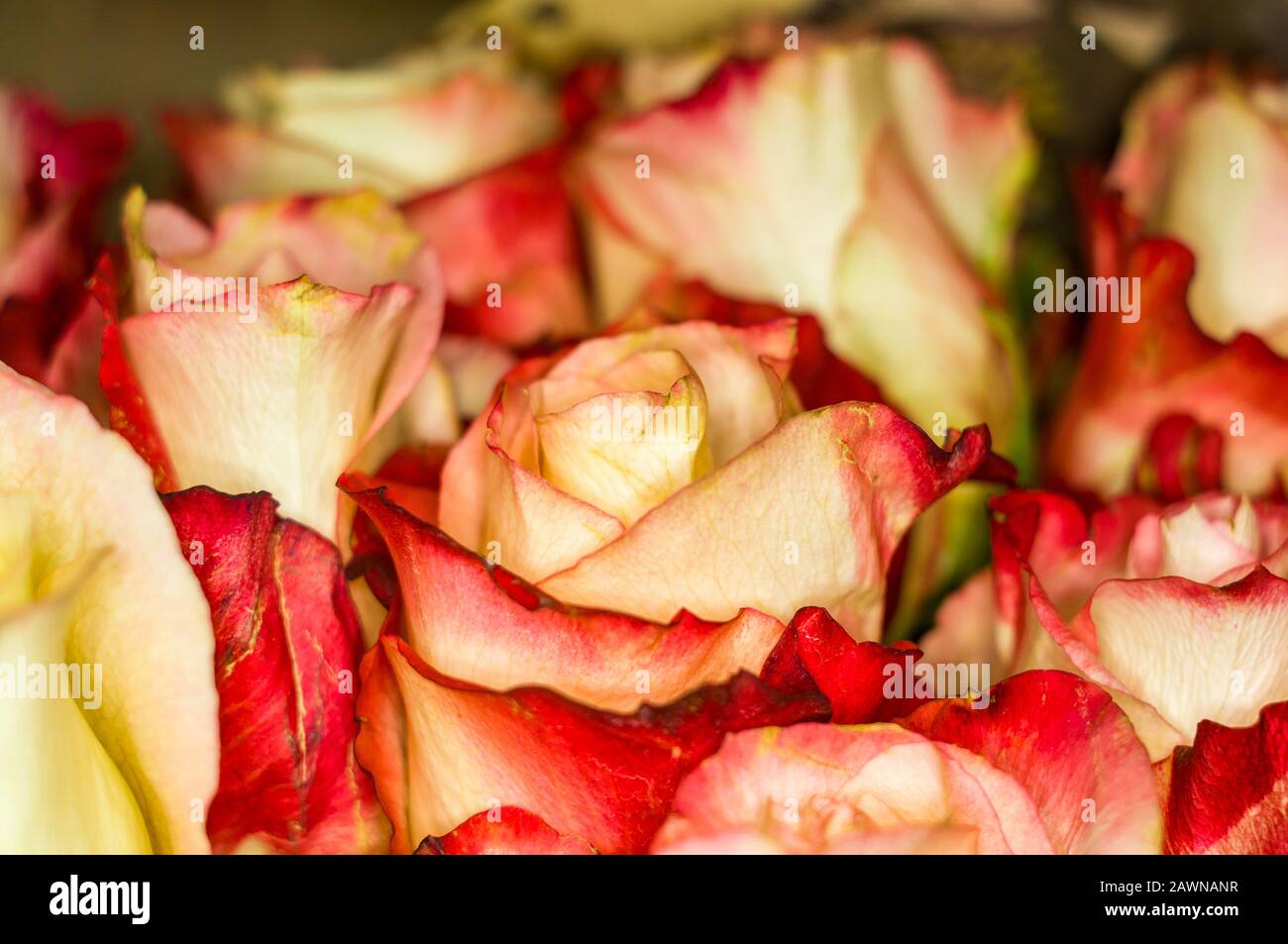 Schönen großen Blumenstrauß aus Gelb-rote Rosen auf dunklem Hintergrund. Natur. Grußkarte Stockfoto