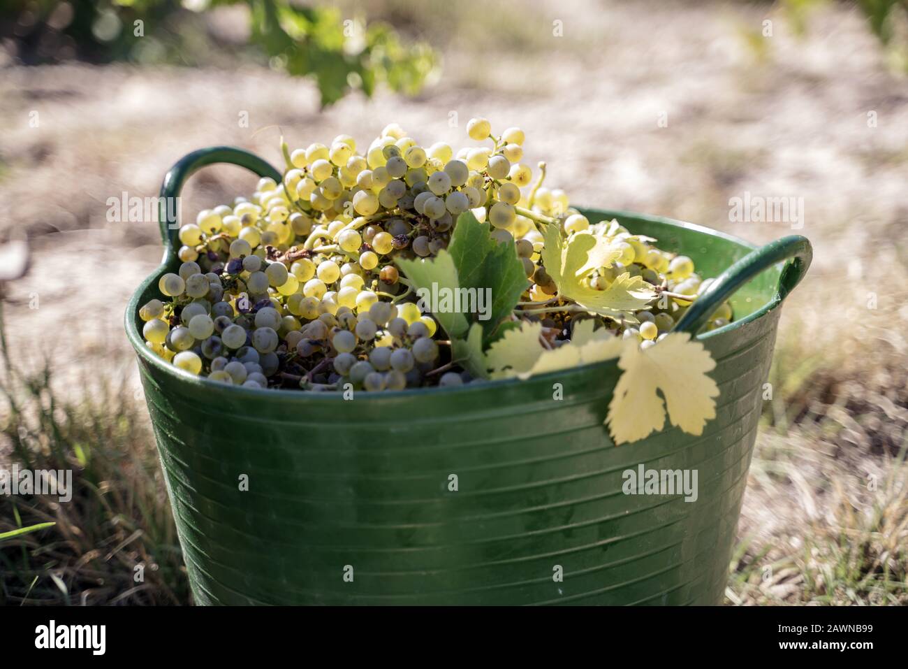 Grüner Korb gefüllt mit frischen Trauben für die Weinbereitung Stockfoto