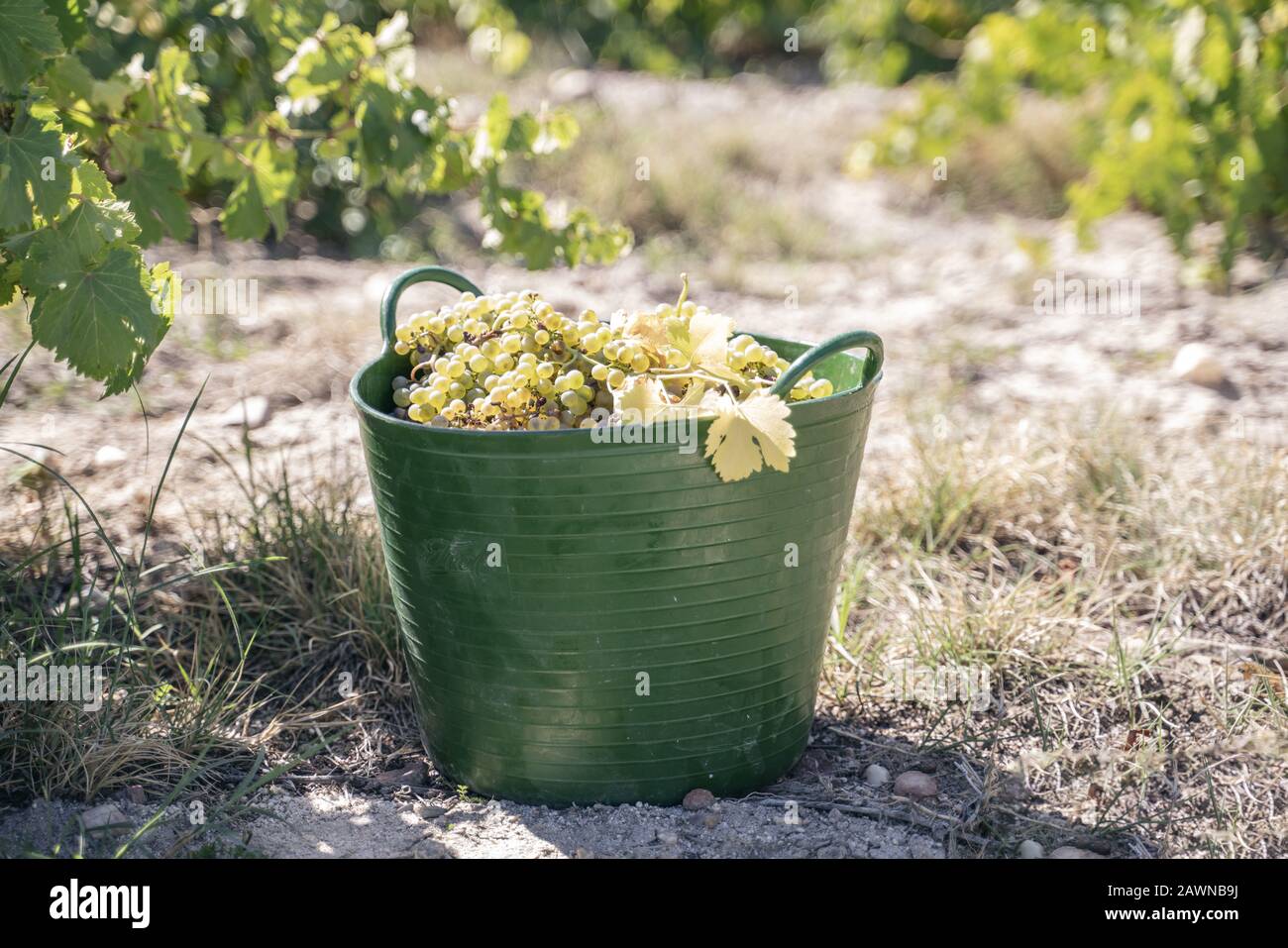 Grüner Korb gefüllt mit frischen Trauben für die Weinbereitung Stockfoto