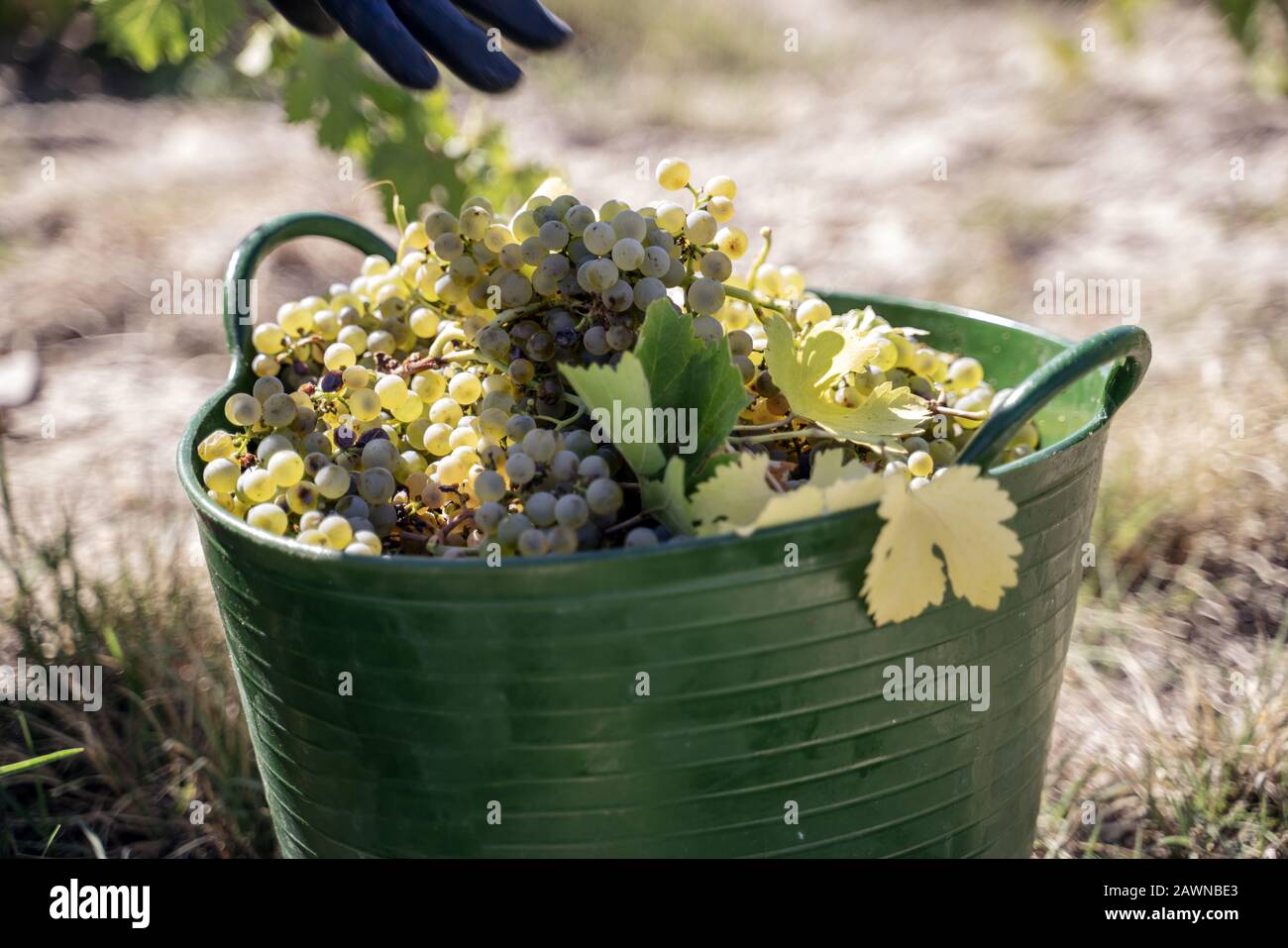 Grüner Korb gefüllt mit frischen Trauben für die Weinbereitung Stockfoto