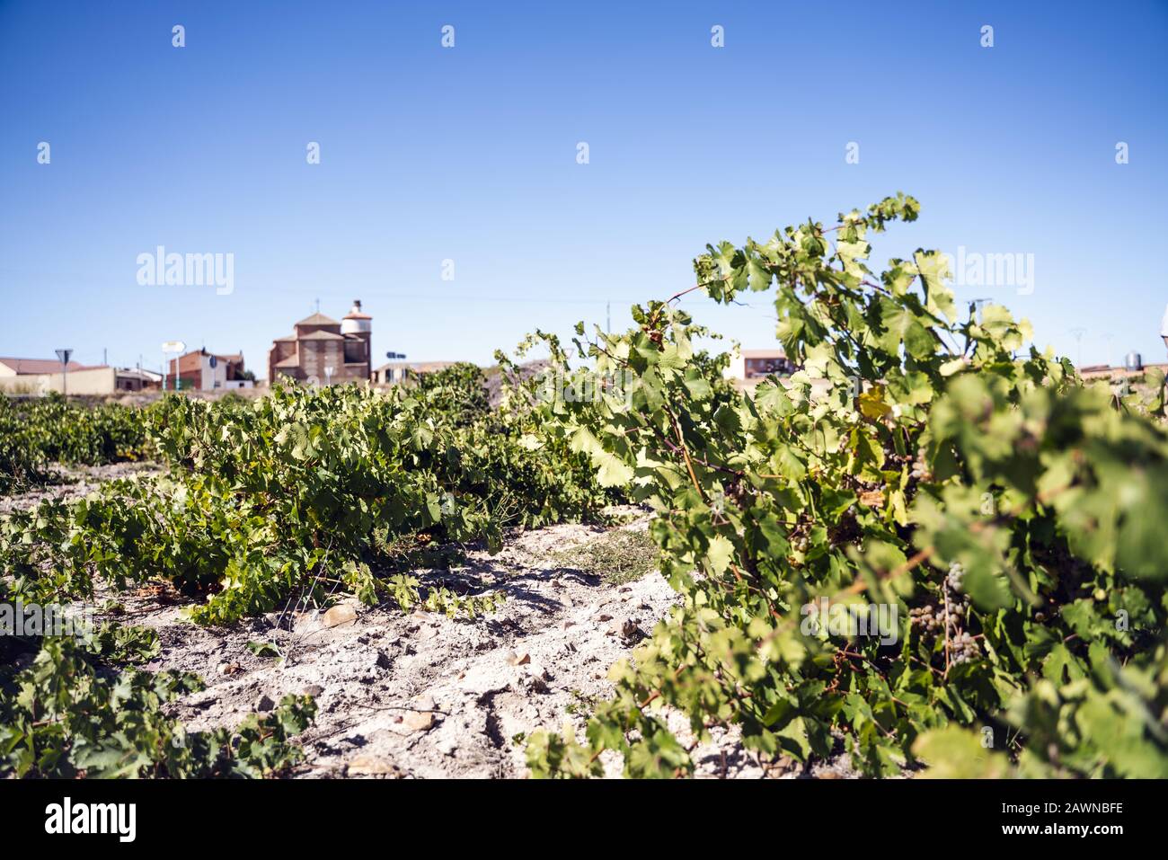 Grüner Weinberg mit verschiedenen Arten von Trauben bereit für die Ernte für die Weinherstellung Stockfoto