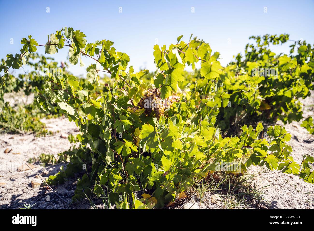 Grüner Weinberg mit verschiedenen Arten von Trauben bereit für die Ernte für die Weinherstellung Stockfoto