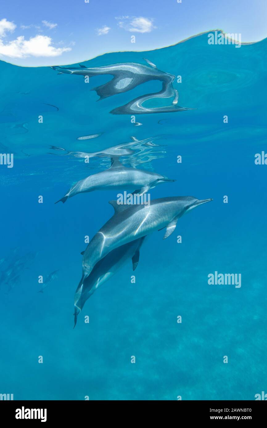 Spinner Delfine bei Makena, Maui, Hawaii. Stockfoto