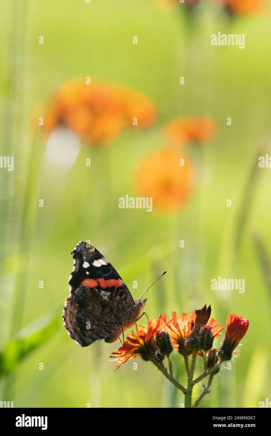 Ein roter Admiral Schmetterling (Vanessa Atalanta), Der auf Blumen von Fox-and-Cubs sitzt, oder Orange Hawk Bit (Pilosella Aurantiacum) Stockfoto