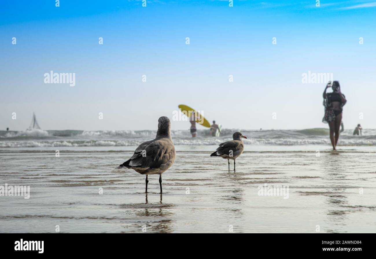 Eine Möwe an einem öffentlichen Strand am Meer, die Badegäste und Surfer beobachtet Stockfoto
