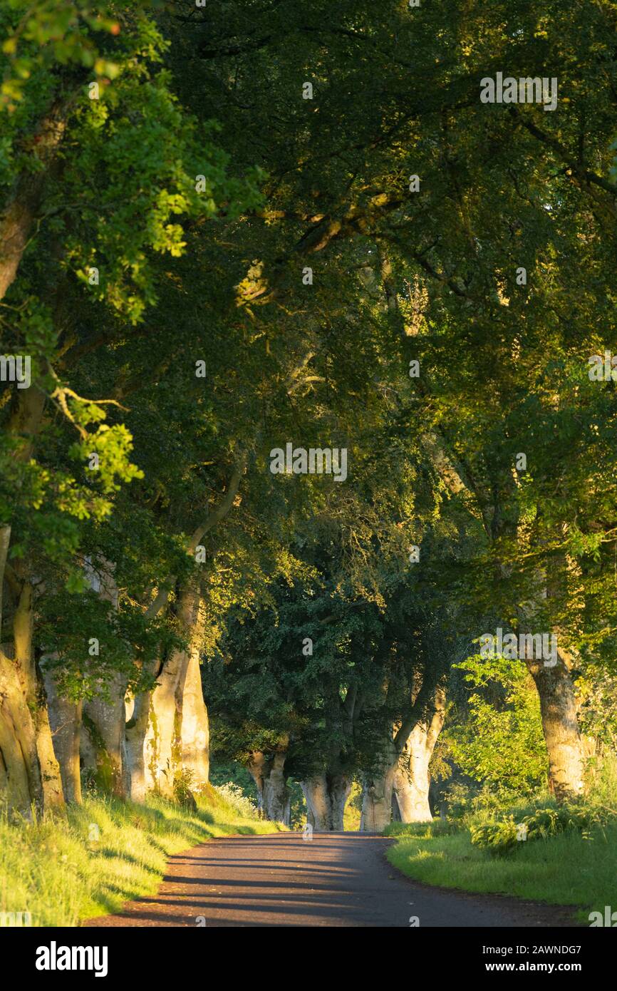 Eine Country Lane im ländlichen Aberdeenshire, Die Kurz Nach Sunrise an einem Sommermorgen Hauptsächlich von Beechbäumen (Fagus Sylvatica) Gesäumt wurde Stockfoto