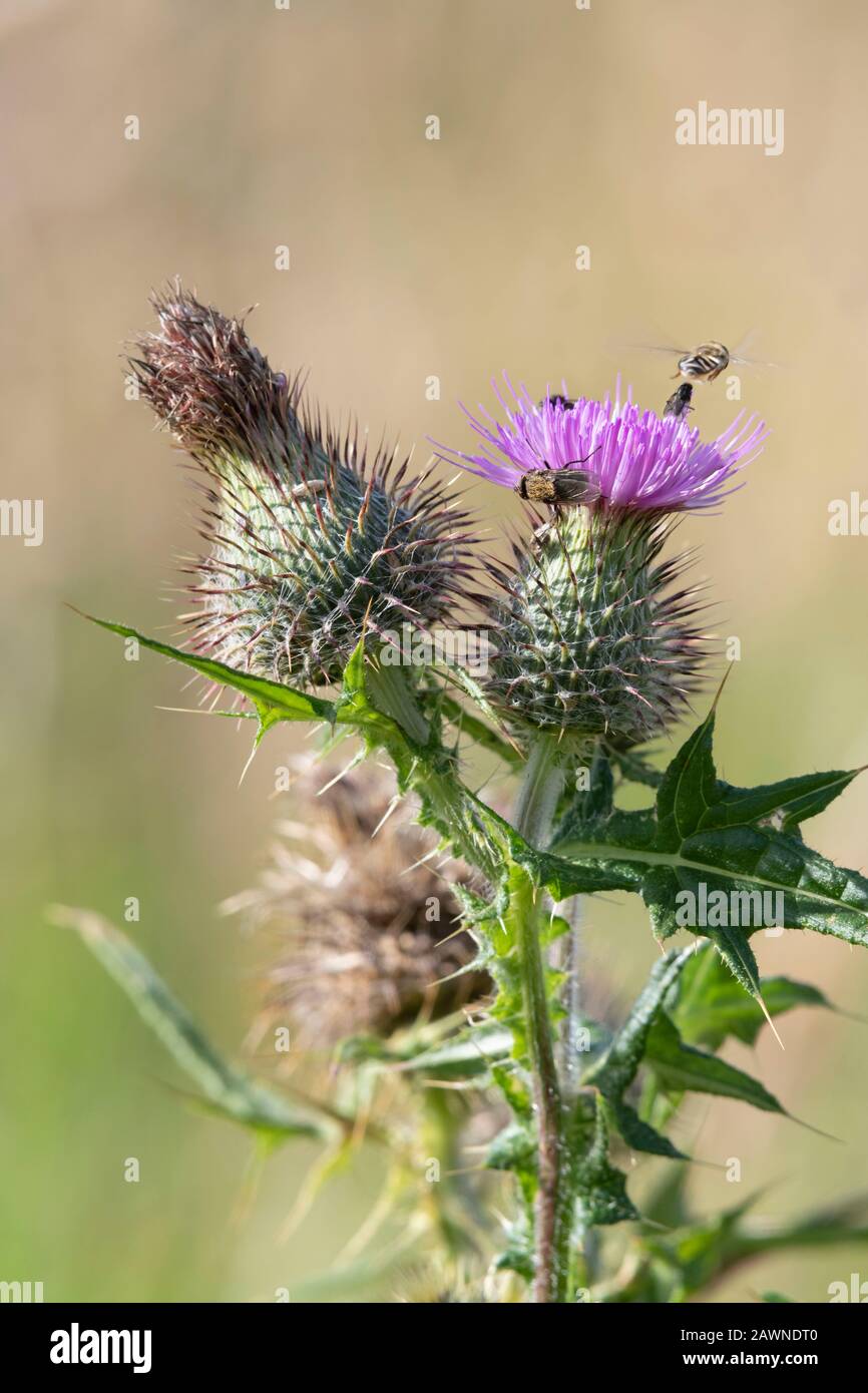 Eine Cluster-Fliege (Pollenia Rudis) Klammert sich an den Kopf einer Spear-Thistle (Cirsium Vulgare), als eine Pied-Hoverfly (Scaeva Pyrastris) Die Flucht Ergreift Stockfoto