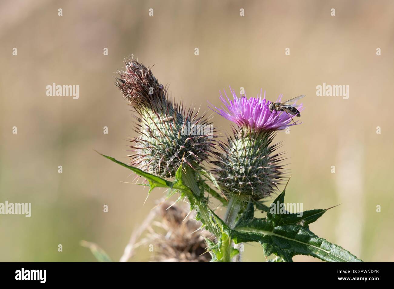 Eine Pied-Hoverfly (Scaeva Pyrastris), Die Auf einer Spear-Thistle (Cirsium Vulgare)-Blume Forstet Stockfoto