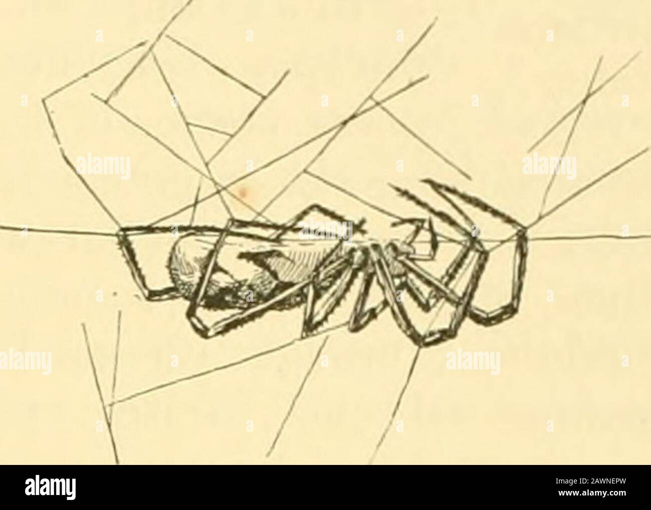Amerikanische Spinnen und ihre SpinningworkA Naturgeschichte der Orbweben in den Vereinigten Staaten, mit besonderer Berücksichtigung ihrer Industrie und Gewohnheiten . es, die Spinne war hängend gesehen, aber mit den Beinen deutlich verprockert. Ein Vorderbein war jedoch immer noch gerade ausgestreckt und an einer keiligen Schlaufe gehalten l^ydie geklemmten Krallen. Über die nachfolgende Geschichte der DeceasedPrima gibt es wenig zu Details. Ich habe in der ersten Oktoberwoche beobachtet und sah die verschiedenen, . Bruchstücke der Orb von den Winden und Regenfällen weggefranst, die c[uite schwer waren. Aber die Leiche hing in Th Stockfoto