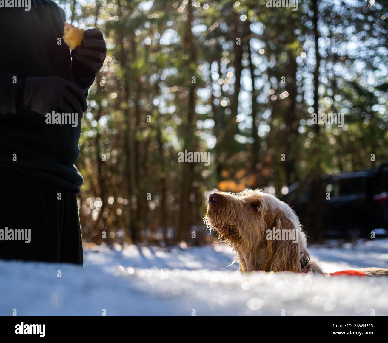 Ein Birding Dog Wartet Zur Mittagszeit Geduldig Auf Einen Leckerbissen Stockfoto