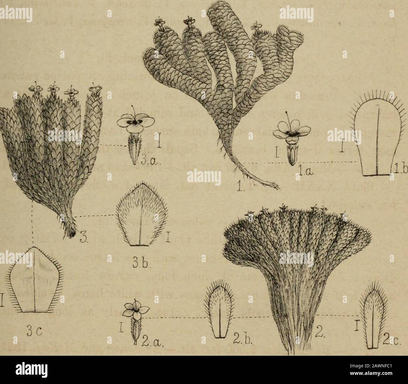 Transaktionen der Royal Society of New Zealand . l/f/IOA^/C^/l MU£LL£FFL£uckanan,7i.sp... 1. PYOMEA C/UOLATA,FOGKFIL. 2. P/CMfA PPLl//AAP/S.RGO/cfa.^.PYCMEA PHOMSO/V/.Buchanan, n.sp. JB. Del.et NIA. TRANSJZ.INSTITUT.VOLmTl.ffi Stockfoto