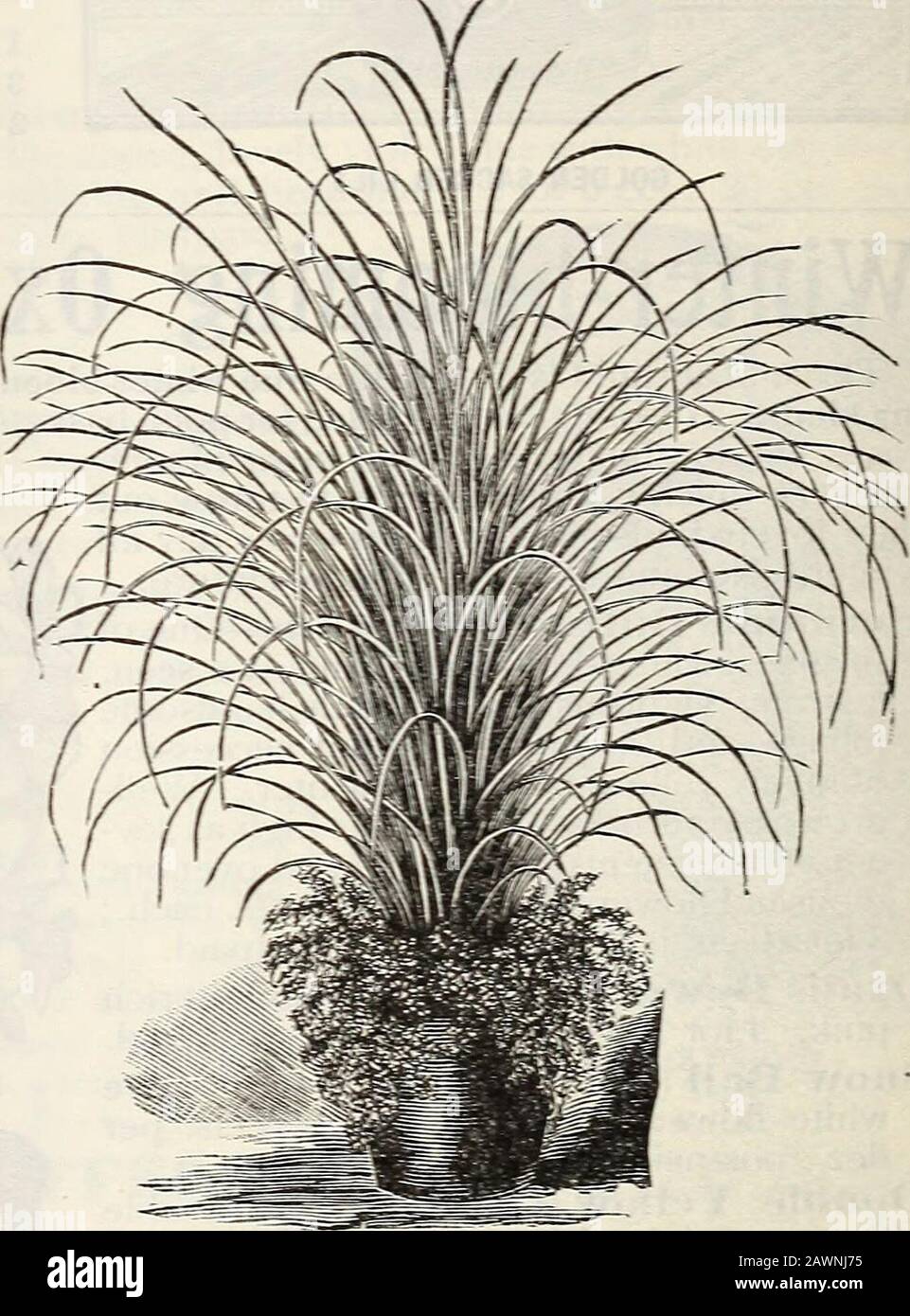 Neuer Blumenführer: Herbst 1901 . Zwerg Otahiete ORANGE NEU CAREX JAPONICA BeautifuiDwarf otahiete Orange Dieser schöne Zwerg-Orange ist eine unserer hübschen Pflanzen, dicken glänzenden grünen Blättern und delicioslyweet reinen weißen Blumen. Beginnt schnell zu fruchten und trägt im ganzen Jahr Blumen und kleine goldene Orangen. Leicht gewachsen und erfordert wenig Pflege. Niceplants, jeweils 15 cts; größere Größe, 20 cts. AUD25 cts. Eacli, Postpaid. &gt;TEW I.E3IOX, A31ERIC-4LX TVONDEK-EIN schöner kleiner Treefor für die Hauskultur, hart und leicht gewachsen: Ähnlich im Aussehen wie ein orangefarbener Baum und trägt spl Stockfoto