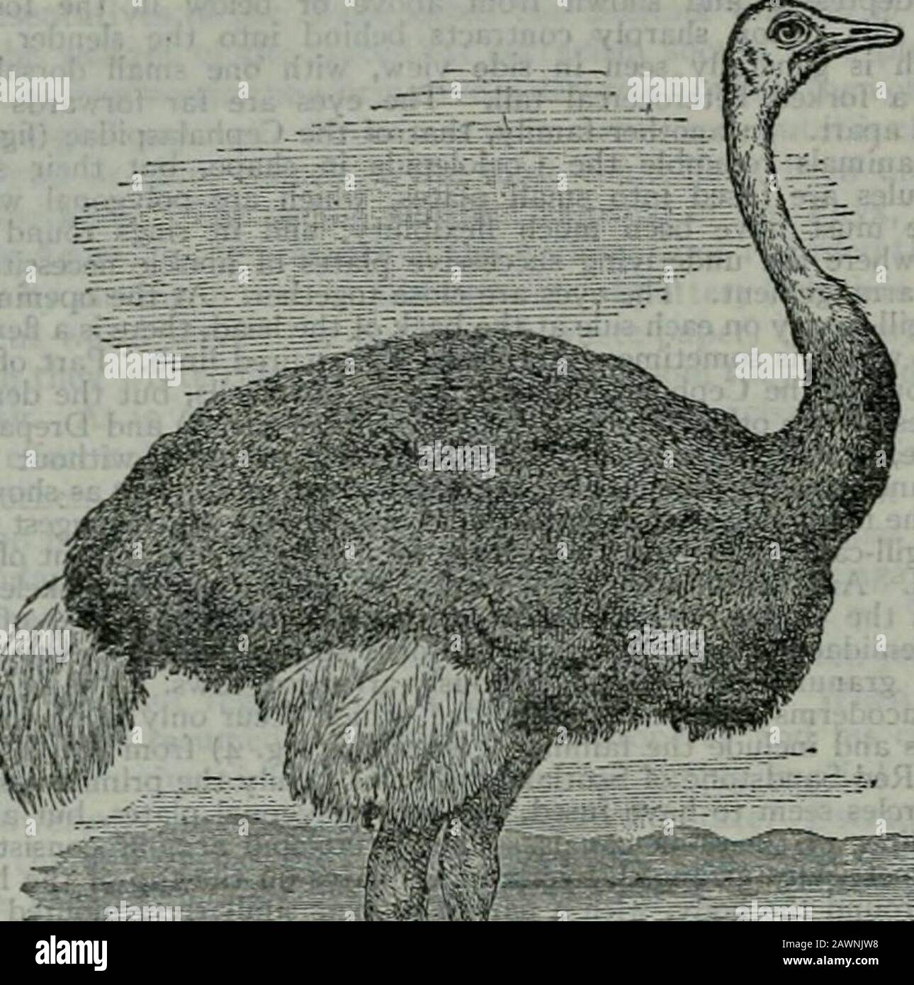 Die Encyclopaedia britannica, ein Wörterbuch der Künste, Wissenschaften, Literatur und allgemeinen Informationen .. He Genus Struthio. In Südamerika wird der gerinnungsgroße Ratite-Vogel, die Rhea, als Strauß bezeichnet; er kann durch seinen Besitz von drei Zehen auf einmal vom echten Strauß entfernt werden. 362 OSTROG-OSTROVSKIY Der wilde Strauß1 verschwindet vor der Verfolgung des Menschen, und es gibt viele Bezirke, teilweise weit verbreitet, die im 19. Jahrhundert vom Strauß frequentiert wurden - insbesondere in Richtung der Extremitäten seiner afrikanischen Spanne - in der er nicht mehr vorkommt, während es in Asien Beweise gibt, mehr oder weniger vertrauenswürdig Stockfoto