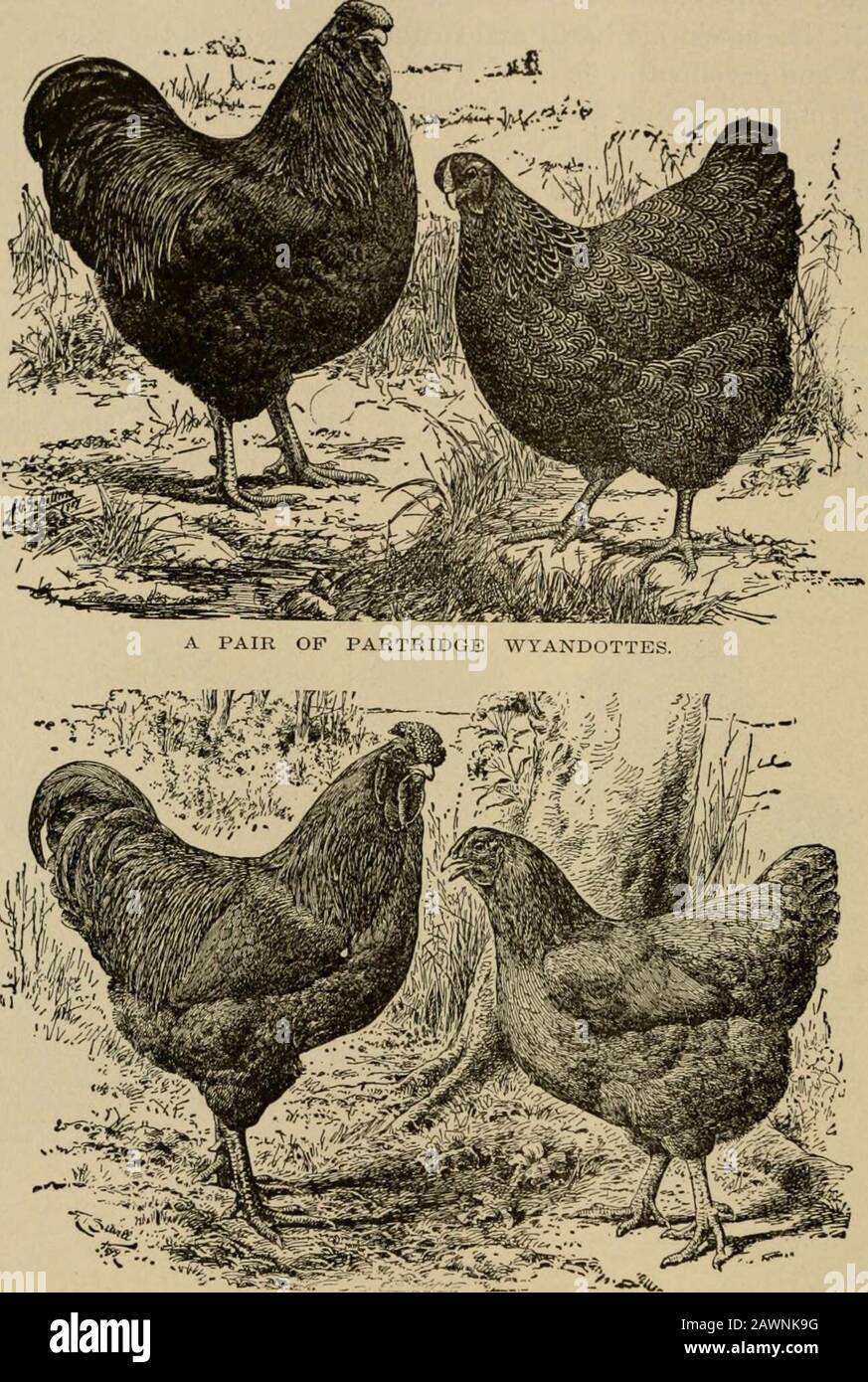 Lebendbestand: Eine Cyclopaedia für den Bauern und Bestandsbesitzer, einschließlich der Zucht, Pflege, Fütterung und Verwaltung von Pferden, Rindern, Schweinen, Schafen und Geflügel mit einer speziellen Abteilung für Dairying: Auch ein vollständiger Bestandsarzt: Mit eintausend Erklärungsgravuren. Ein Paar VON SILBERGESPALTENEN HAMBURGERN. Qualitäten, sind aber zu zart, um ein Nordklima ohne Extraschutz zu halten, und sie machen sich hier nicht gut^, wenn exj^nass wurde. Withproper Achtung, der Fancier kann gute Erträge in großen, fleischigen, gut aromatisierten Eiern und viel von ihnen bekommen. Zum durchschnittlichen Bauern sind sie nota val Stockfoto