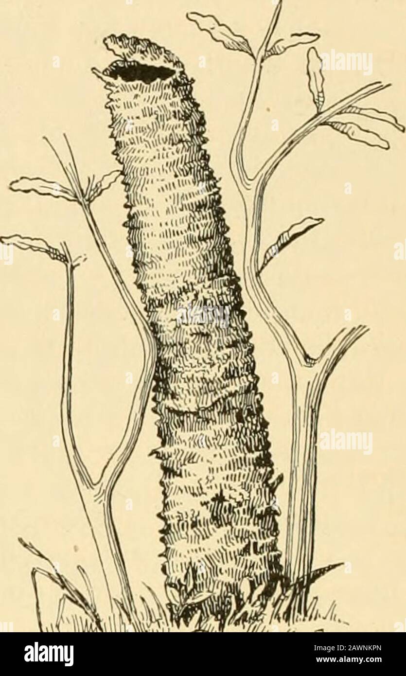 Amerikanische Spinnen und ihre SpinningworkA Naturgeschichte der Orbweben in den Vereinigten Staaten unter besonderer Berücksichtigung ihrer Industrie und Gewohnheiten . Abb. 344.. Flo. 346. Stockfoto