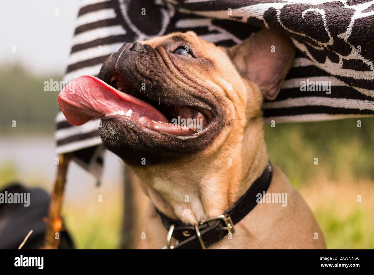 Ein buddha-welpe in der Natur, mit seiner Zunge hängend aus. Stockfoto