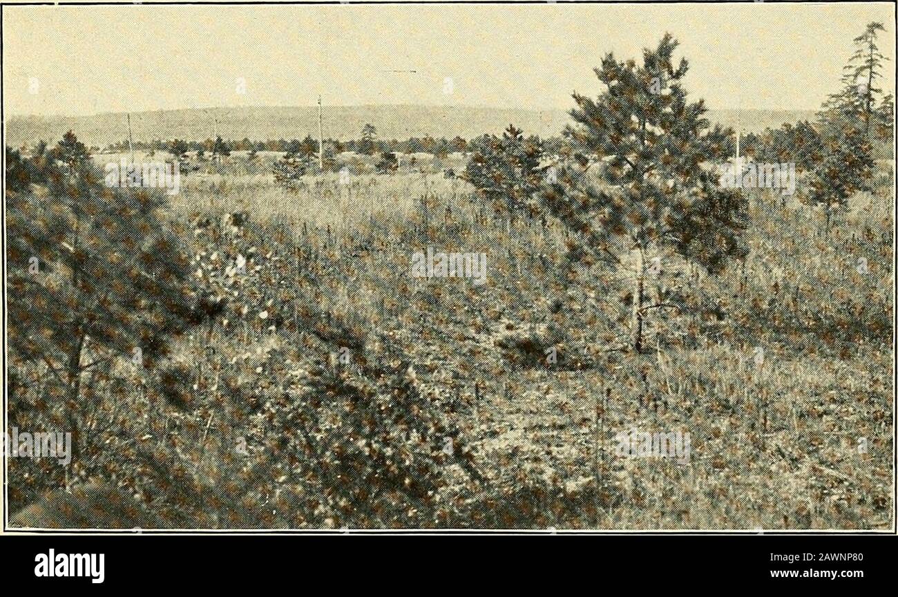 Jahresbericht der Massachusetts State Forest Commission . Templeton Town Lot. Diese Ansicht wurde zwölf Jahre nach Holzabschnitt und einem wertlosen Wachstum der Graubirke aufgenommen. Diese Art von Land sollte zu Kiefern umgepflanzt werden. Blick auf Montague Plains. Extensive Sandebenen, geeignet für Piudiuin, gute Waldbewirtschaftung. Jinu-Atanden unter dem Jahr 1915.] ÖFFENTLICHES DOKUMENT -Nr. 108. Am 16. September traf sich die kommission und organisierte sie unter der Wahl von Harold Parker zum Vorsitzenden. Charles O. Baileywar zum Sekretär der kommission gewählt worden. Diese Sitzung fand im Amt des Staatsforsters, 6 Beacon Str. Statt Stockfoto