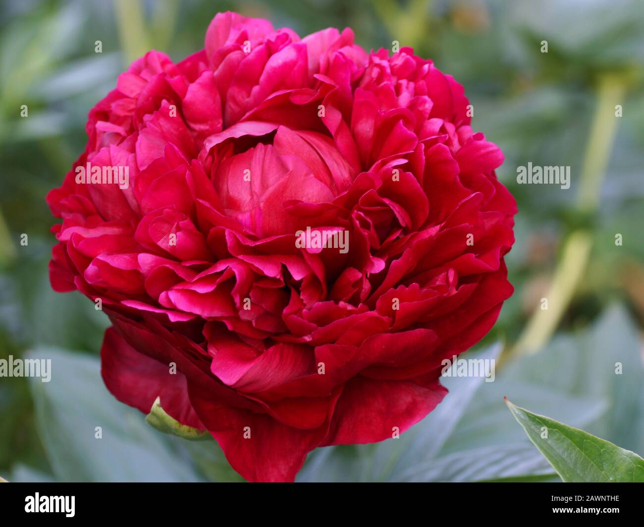 Paeonia Henry Bockstoce. Zweifach rote Pfirsich. Paeonia lactiflora (chinesische Pfirsich oder gemeine Gartenpionie). Eine Blume im Freien. Stockfoto