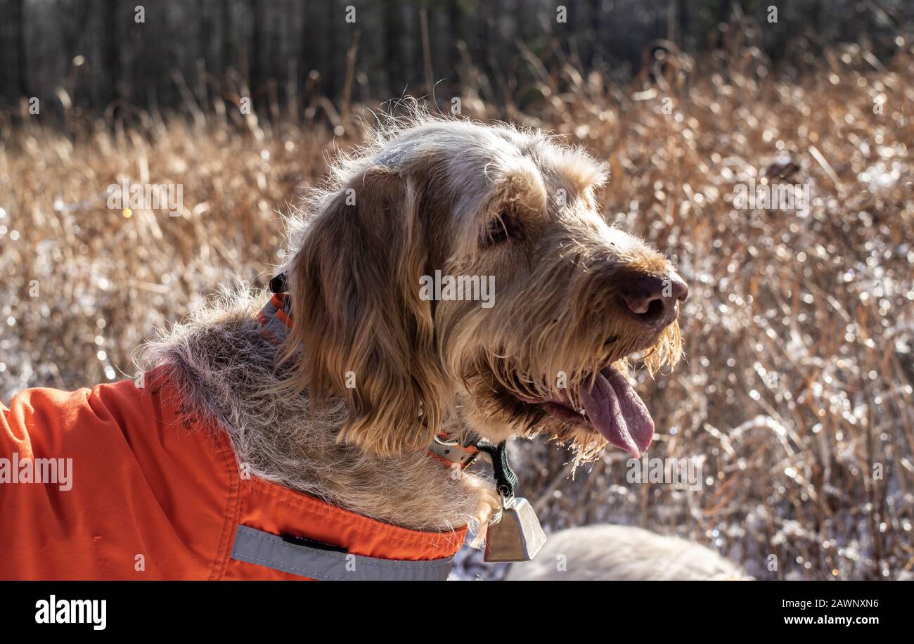 Ein italienischer Spinone Hund Sieht Glücklich Aus, Wenn Er EIN Hohes Viz Vest Trägt Stockfoto