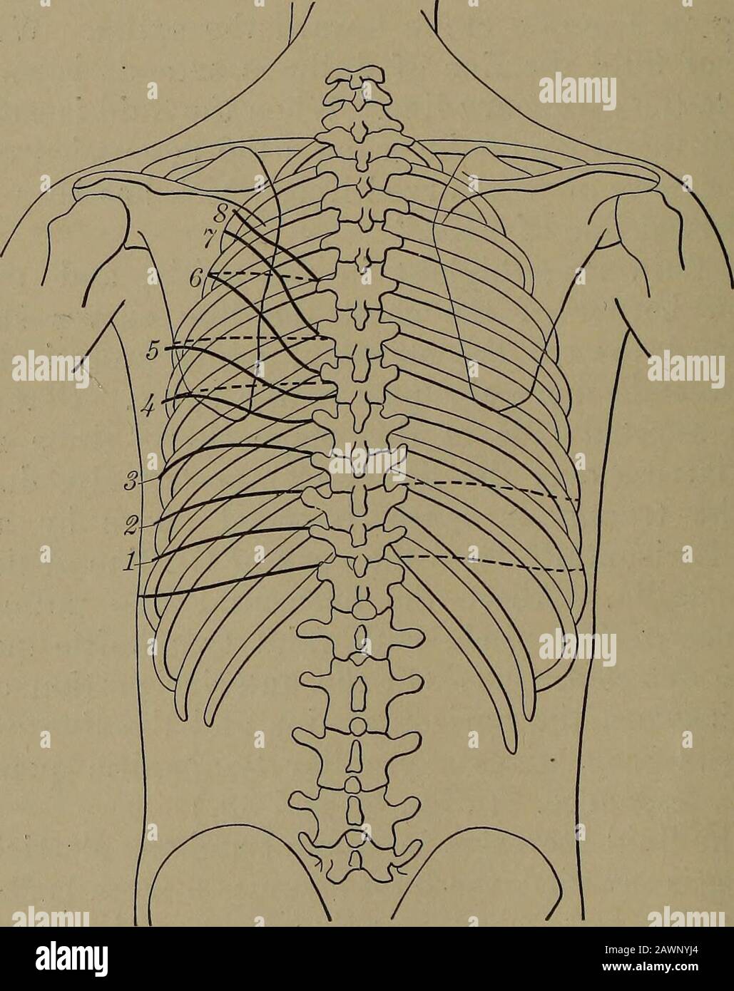 Krperliche Diagnose, einschlielich Erkrankungen des Brust- und  Bauchorgans: Handbuch fr Studenten und rzte .. . ted. (3) Auf dem  vorderen Teil des Brustkorbs, zwischen der horizontalen Linie und der Linie  der Flachheit,