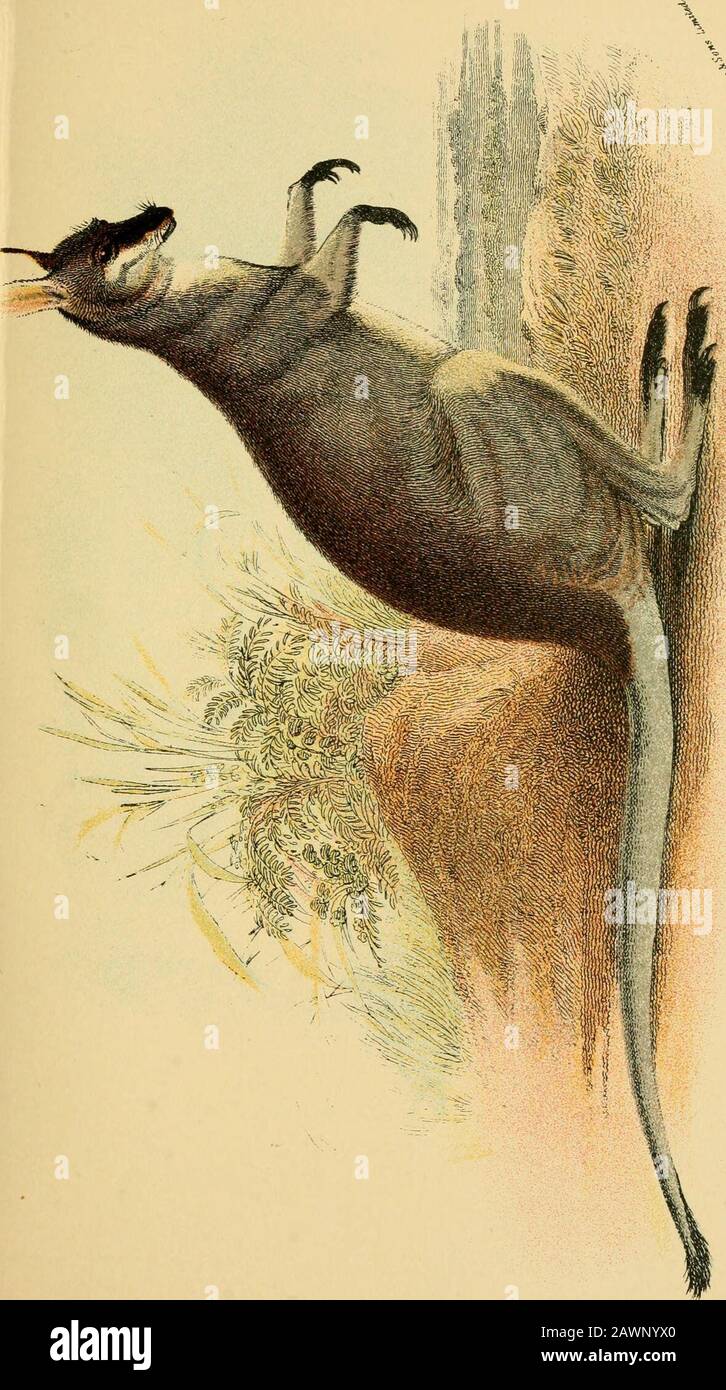 Ein Handbuch zu den Marsupialia und Monotremata. Zentrale Hinterzehe relativ kurz. Länge des Kopfes und des Körpers ca. 32 Zoll; die des Schwanzes 24 Zoll. Distribution.-Interior von Queensland und New South Wales. XL parrys wallaby, macropus parryl Macropus parryi, Bennett, Proc. Zool. SOC, 1834, S. 151; Thomas, Kat. Marsup. Brit. Mus., S. 39 (188 S).Halmaturus parryi, Grau, mag. Nat. Hist., Bd. i, S. 583 (1837). {Platte IV.) Cliaracters.-Size Medium; schlank und anmutig; Fell, weich und fast wollig; allgemeine Farbe der Oberteile klar, mit einem bläulichen Tönung; Kinn, Brust, Unterteile und i Stockfoto