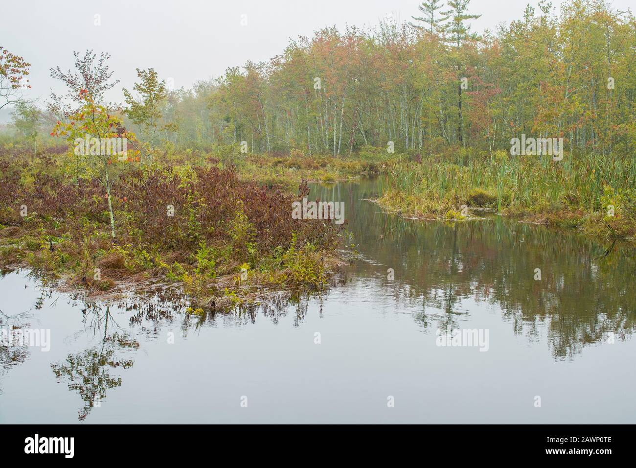 Hexen Brook oder Spring liegt in North Hollis, NH. Er gilt als einer der fruchtbarsten Forellenquellen im südlichen New Hampshire. Trinkwat. Stockfoto