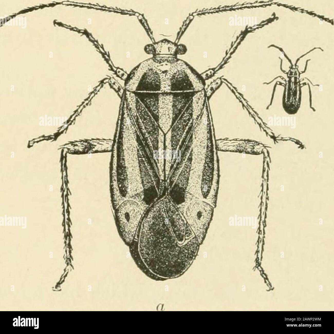 Insektenschädlinge von Hof, Garten und Obstgarten. Dby das Auftreten der seltsamen braunen depressiven Flecken auf den Endblättern des Thetenders im Frühsommer. Während der Angriff verfärbt, werden ganze Blätter braun, verwinken, werden brüchig und aretorn oder werden vom Wind gebrochen. Der junge Schuss wird kontrolliert und verstirbt häufig. Die Knospen von Dahlien und Rosen sind * Pariloeapsuf^ lineatus Falx Family Capf&lt;idoe. Siehe Slingerland, Bul-etiu 5S, Cornell Univ. Agr. Exp. Sta. 482 INSEKTENSCHÄDLINGE VON HOF, GARTEN UND OBSTGARTEN PRAHLTEN OFT. Slingerland gibt eine Liste von etwa siebenundfünfzig Nahrungspflanzen an, darunter allerlei Stockfoto